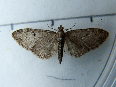 Goldenrod Pug